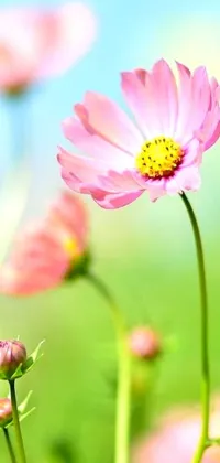 This live phone wallpaper depicts a beautiful pink flower in a field