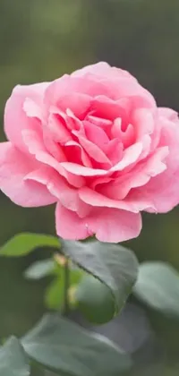 This phone live wallpaper showcases a beautiful close-up of a pink rose set against lush green leaves in the background