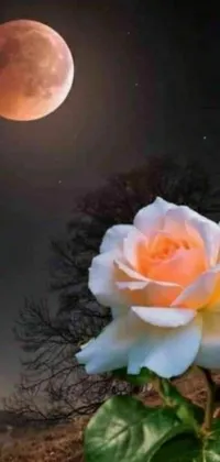 Looking for a calming and mystical wallpaper for your phone? This live wallpaper features a white rose, full moon, saturn, and supermoon