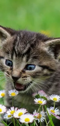This phone live wallpaper features a playful kitten in a field of flowers