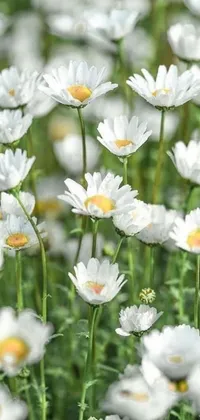 This mobile background features a lively 3D field of white flowers with yellow centers