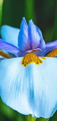 This stunning phone live wallpaper features a beautiful macro photograph of a blue iris flower placed atop a lush green meadow