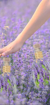 This live wallpaper features a peaceful scene of a person reaching for a bottle of wine set amidst a field of purple flowers and lavender plants
