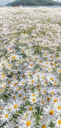 Looking for a stunning live wallpaper for your phone? Look no further than this beautiful creation featuring a field of white and yellow flowers