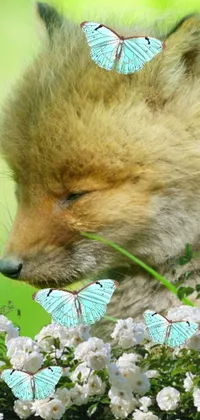 This stunning phone live wallpaper features a digital rendering of a sleepy fox surrounded by a bunch of playful butterflies