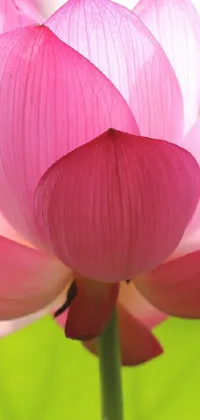 Create a tranquil phone background with our pink lotus live wallpaper