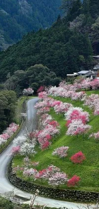 This live wallpaper showcases a winding road surrounded by blooming trees and mountains in the background