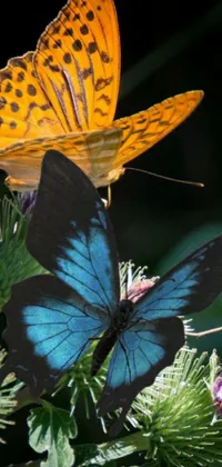 Introduce a charming live wallpaper for your phone - a colorful image of two butterflies perching atop a flower