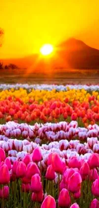 This live phone wallpaper features a stunning field of pink and white tulips at sunset, with an epic and colorful sky full of red-orange, violet and yellow hues