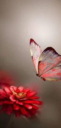 This phone live wallpaper features a beautiful butterfly resting on a bright red flower set against a background of pink and red hues
