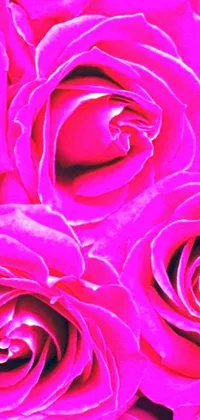 This live wallpaper features a digital rendering of a close-up of pink roses