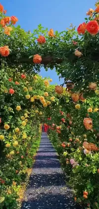 This live wallpaper showcases a beautiful pathway adorned with stunning orange and yellow roses