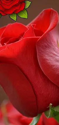 This stunning red rose live wallpaper captures the beauty and delicacy of a freshly bloomed rose