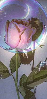This phone live wallpaper featuring a rose held inside a bubble sets an iridescent aesthetic