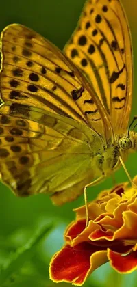 This live phone wallpaper features a stunning macro photograph of a butterfly on a flower