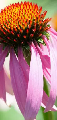 This live wallpaper features a beautiful pink flower with yellow tips and a bee resting on it, set against a green backdrop