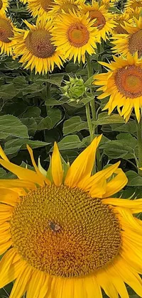 This sunny phone live wallpaper showcases a breathtaking field of sunflowers captured by an expert photographer
