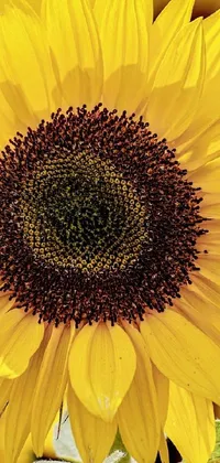 Nature Flower Plant Live Wallpaper