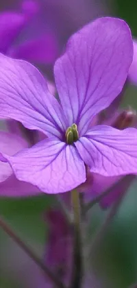 This live wallpaper for your phone showcases a detailed and mesmerizing close-up of purple flowers in full bloom