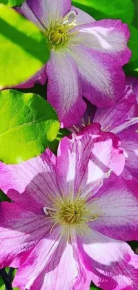 This phone live wallpaper showcases a close-up of a stunning flower, resembling clematis petals as stars