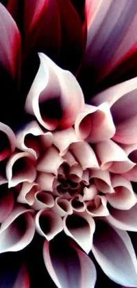 This live wallpaper features a vibrant close-up of a purple and white dahlia flower inspired by precisionism art