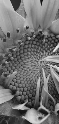 This black and white live wallpaper showcases a stunning sunflower photograph, featuring intricate spirals and a well-organized composition