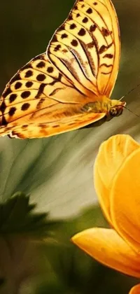 Transform your phone into a colorful garden with this stunning live wallpaper featuring a close-up shot of a butterfly on a beautiful yellow-orange flower