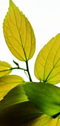 This phone wallpaper displays a striking close-up photograph of a plant with electric yellow leaves