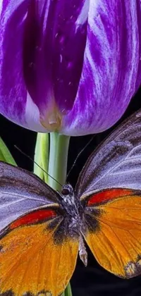 This phone live wallpaper depicts a realistic butterfly perched on a purple flower with beautifully detailed photorealism