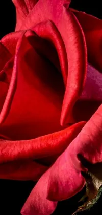 This stunning phone live wallpaper portrays a close-up shot of a red rose on a black background