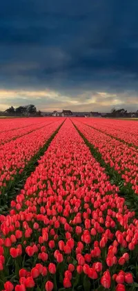 Download this amazing live wallpaper for your phone and immerse yourself in a serene setting of a vast, red tulip field under a cloudy sky
