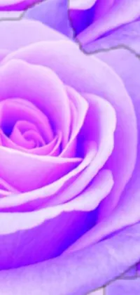 This stunning live phone wallpaper features a digital rendering of a close up view of a purple rose with green leaves