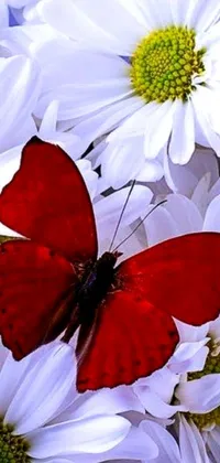 This stunning phone live wallpaper showcases a close-up of a red butterfly perched on white flowers, emanating a romantic and flickering vibe