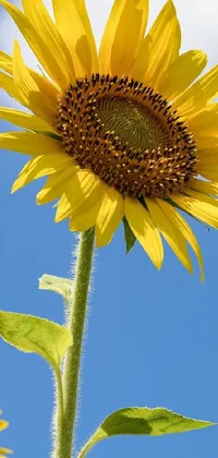 This beautiful live wallpaper features two sunflowers in close-up against a clear blue sky