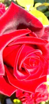 This stunning phone live wallpaper features a beautiful close-up of a red rose with green leaves