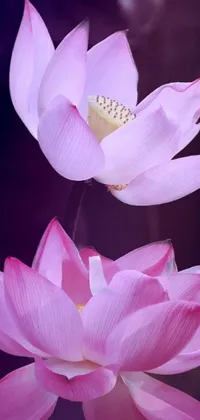 This phone live wallpaper showcases two stunning pink flowers sitting together