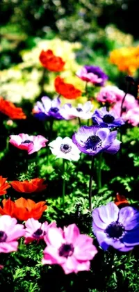 This phone live wallpaper features a beautiful flower bed of anemone flowers on a lush green field
