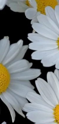 Looking for a gorgeous phone live wallpaper that combines the beauty of nature and photorealistic artistry? Check out this stunning image of small white flowers with yellow center sourced from Pexels which captures the captivating beauty of chamomile