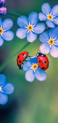 This phone live wallpaper showcases a charming ladybug settled atop a bold blue flower that changes with the seasons! The backdrop features delightful Gemini twins, expressing happiness and playfulness