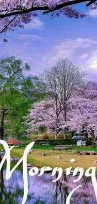 This lively phone live wallpaper is a breath of fresh air with its stunning park scenery and blooming sakura flowers on a vibrant purple and white background