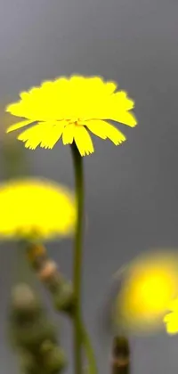 Bring the beauty of a yellow carnation flower in a field to your phone screen with this live wallpaper