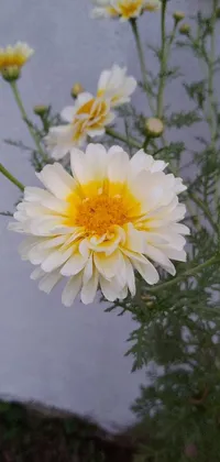 This phone live wallpaper features a stunning close-up image of a yellow and white flower