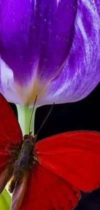 This mobile live wallpaper depicts a highly detailed red butterfly gently resting atop a purple tulip flower