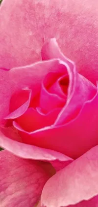 This live wallpaper for your phone showcases a close-up of a pink rose with green leaves, emphasizing its fine details