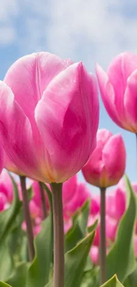Introducing a stunning live wallpaper for your phone! This wallpaper features a beautiful field of pink tulips with a blue sky in the background - the perfect depiction of nature's beauty! Each tulip has intricate and detailed petals, making it a sight to behold