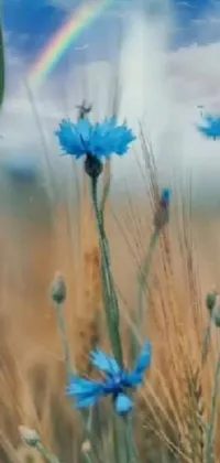 This live wallpaper is a stunning visual spectacle that depicts a beautiful field of vibrant blue flowers against a colorful rainbow stretched across the sky