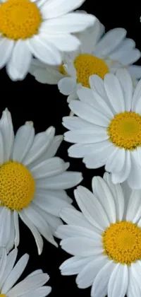 This stunning phone live wallpaper features a cluster of white flowers with bold yellow centers set against a sleek black background
