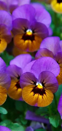 This live phone wallpaper captures the beauty of a stunning field of purple and yellow pansies
