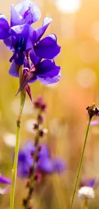 This live wallpaper showcases a purple flower close-up in a vast field set in warm blue shades, making it perfect for nature lovers and those who appreciate romanticism