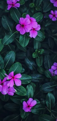 Get lost in the beauty of nature with this stunning phone live wallpaper